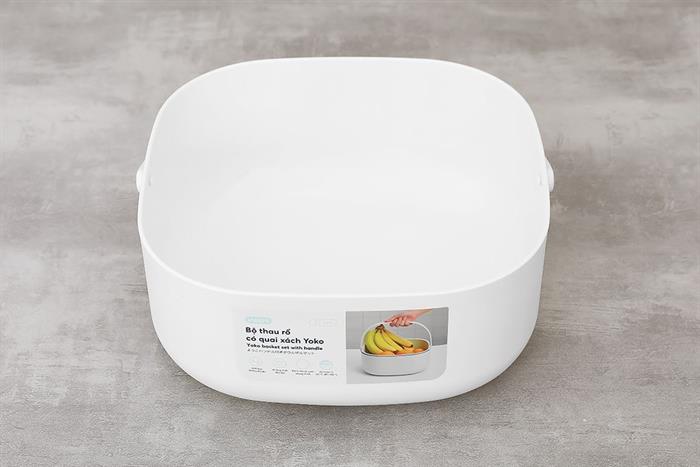 sansevieria laurentii