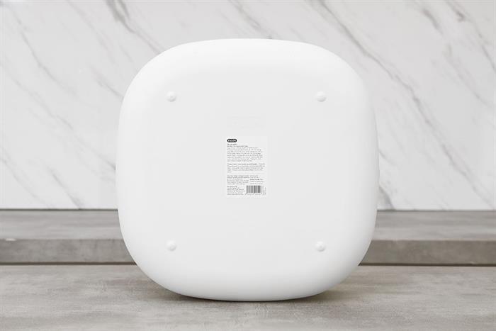 sansevieria laurentii